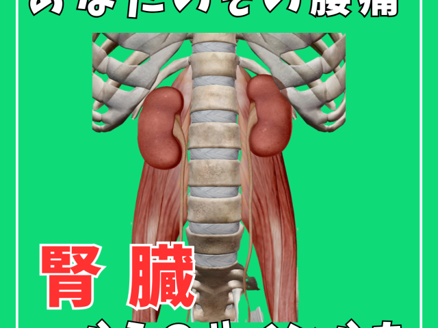あなたの腰痛は腎臓が原因かも！！